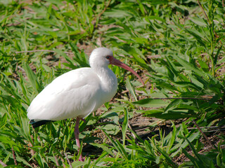 Graceful White Ibis By The Shore With Red Curved Bill Standing In Calm Blue Water near green grass. Wading at the water's edge, highlighting their long red bills and pink legs as ripples drift across 