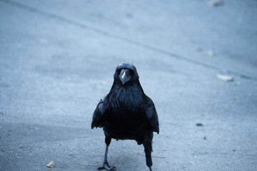 A solitary black crow stands on a paved surface, looking directly at the camera © Tom Harwood