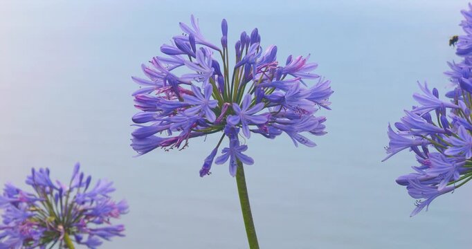 4K video; Common Agapanthus (Agapanthus praecox) flowers gently blowing in the wind, Madeira