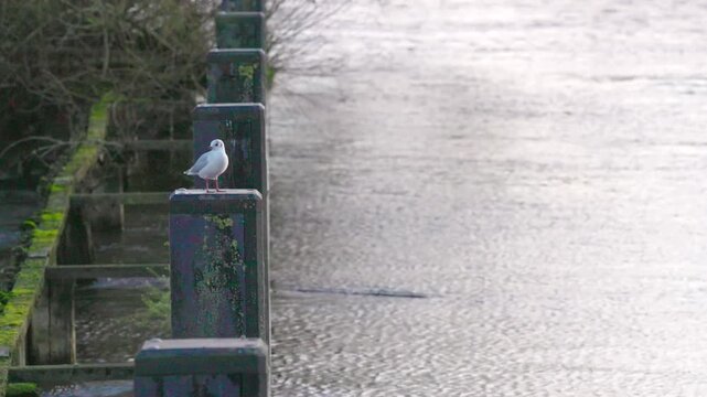 Birds in Hambleden Weir, River Thames in Henley-on-Thames, South England