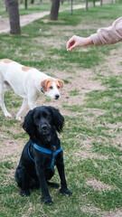 Black dog in blue harness sits on grass with another dog in background