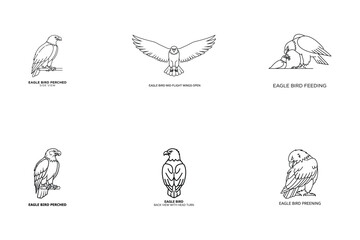 Eagle Bird Line Art Set with Various Perched and Flying Poses Vector Illustration.