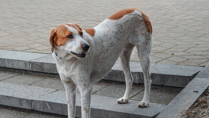 Dog with orange and white coat standing on stone steps outdoors