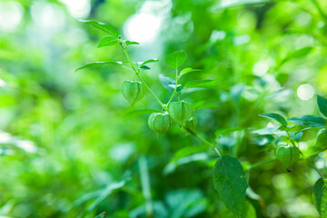 Obraz premium fresh green leaves and golden berry 