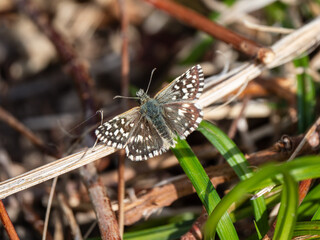 Grizzled Skipper Butterfly Resting, Wings Open