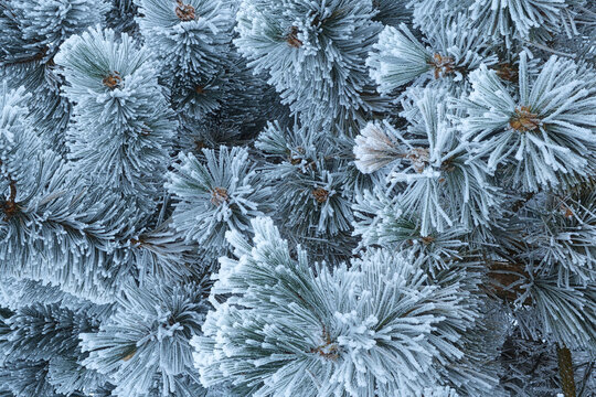 Natural winter background and decoration. Pine needles are densely covered with tiny ice crystals, giving them a white, fluffy appearance and accentuating their shape.