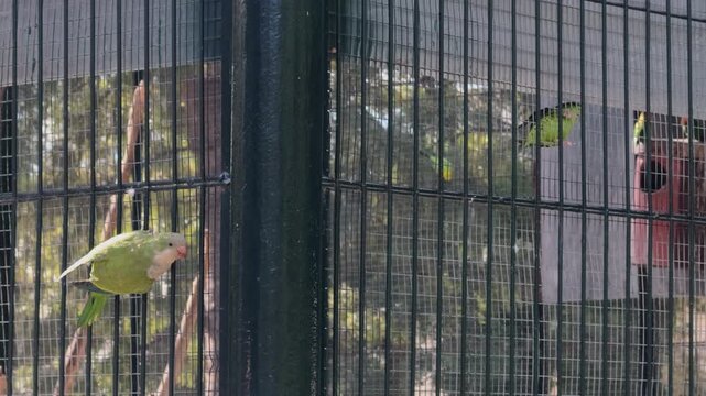 Green parakeet perched outside aviary watching flock inside