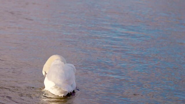 Swan in Hambleden Weir, River Thames in Henley-on-Thames, South England