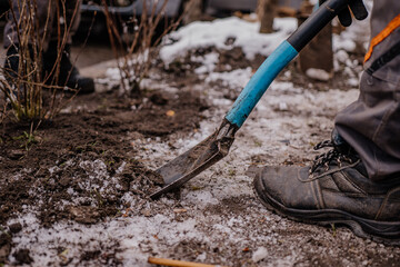 Sadzenie drzewek zimą © rozentuzjazmowany