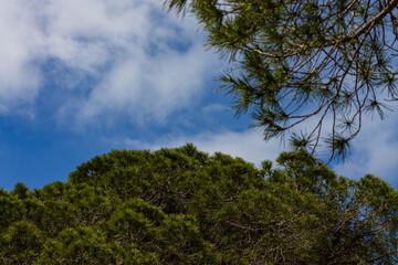 Obraz premium Evergreen tree branches against a blue sky with scattered clouds