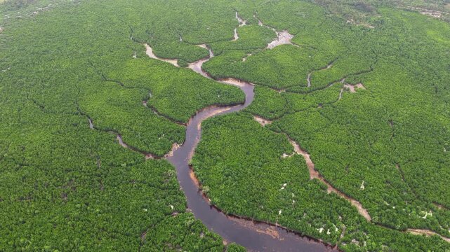Mangrove Forest in Zanzibar - Aerial Video