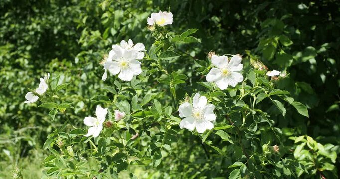 Briar rose or dog rose, wild shrub (Rosa canina) Pure white flowers with prominent yellow stamens on upright arching thorny stems covered with lush mid-green divided toothed leaves