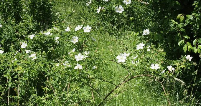 Dog rose (Rosa canina). Wild shrub with flexible, thorny, arching stems covered in medium green foliage, bears flowers with heart-shaped, white, notched petals with golden-yellow prominent stamens
