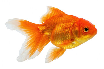Vibrant orange goldfish with white tipped fins swimming