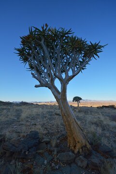 K&ouml;cherbaum (Aloe dichotoma) im Naukluft in Namibia