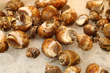 Spiral babylon snails displayed on a bed of crushed ice.