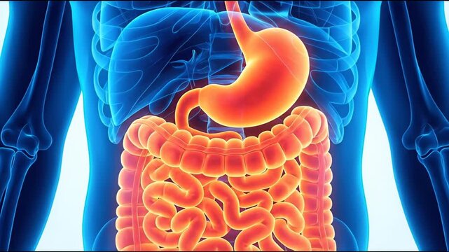 Detailed 3d render of the human digestive system, suitable for medical education, healthcare presentations, biology study, and scientific research.