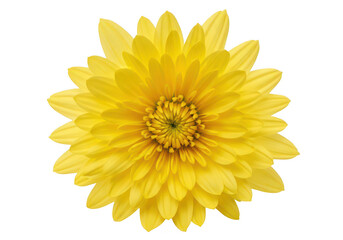 A vibrant yellow chrysanthemum flower in full bloom on transparent background