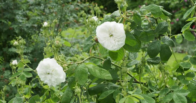 (Rosa &times; damascena) Damask rose 'Mme Hardy'. Vigorous shrub with abundant, bright light green leafy foliage, cup-shaped double flowers with numerous pure white petals borne on thorny stems