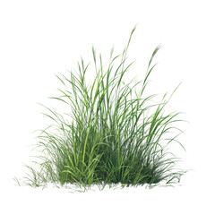 A lush clump of vibrant green tall grass with prominent seed heads on a transparent background
