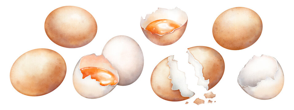 Watercolor hand drawn eggs and eggshells isolated on white background. Realistic illustration of brown and white raw chicken eggs, shell cracked in half, egg yolk
