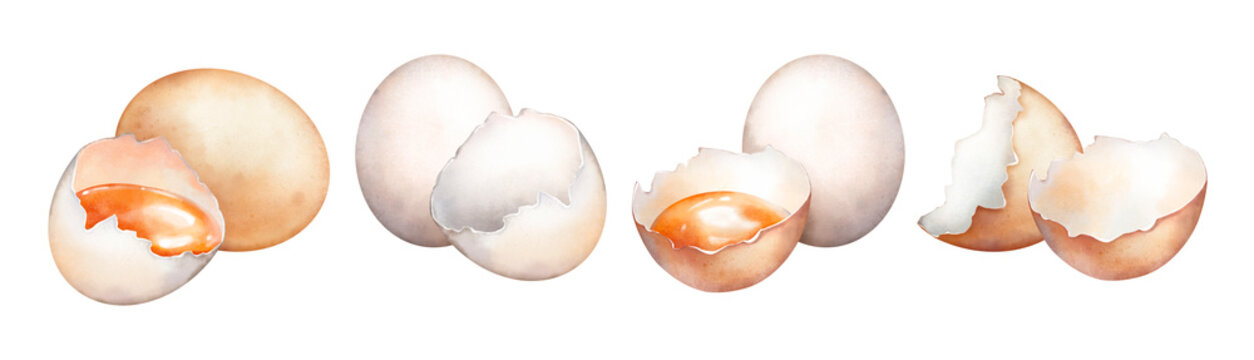 Watercolor hand drawn eggs and eggshells isolated on white background. Realistic illustration of brown and white raw chicken eggs, shell cracked in half, egg yolk