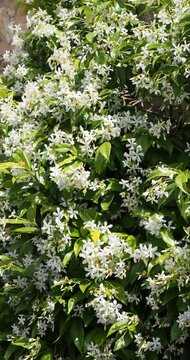 Star jasmine (Trachelospermum jasminoides), climbing liana with exuberant flowering of white, star-shaped flowers on twining stems xlothes with dense  green foliage, glossy, oval, pointed and leathery