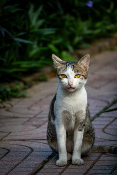 Vietnam, Cat Ba, Halong, Asien, Reisen, Travel, Wasser, Felsen, Boote