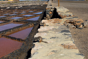 Fototapeta premium Atlas squirrels eating nuts next to a salt basin, Fuerteventura, Spain.