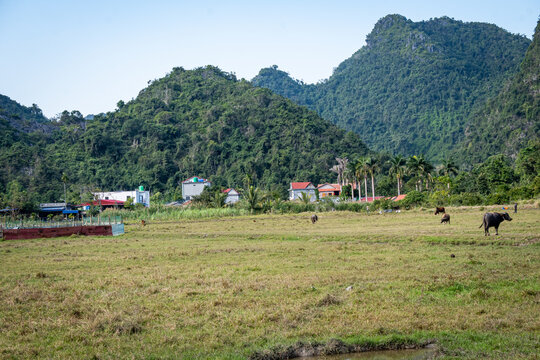 Vietnam, Cat Ba, Halong, Asien, Reisen, Travel, Wasser, Felsen, Boote