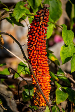 Vietnam, Reisen, Wasser, Cat Ba, Asien