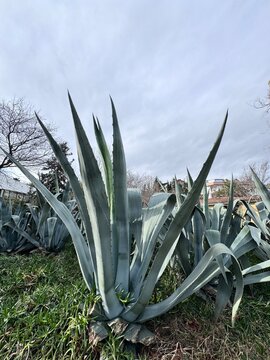 Agave americana (century plant or American agave) large succulent with blue-green, sword-shaped leaves growing outdoors. Drought-tolerant ornamental plant widely used in Mediterranean gardens.