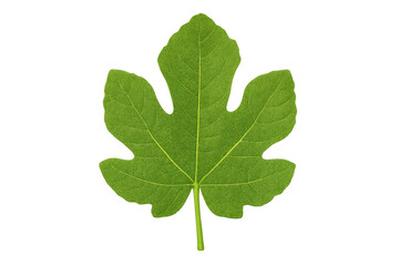 Green fig leaf showing plant veins on transparent background