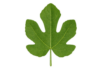 Fig leaf showing green botanical foliage on transparent background