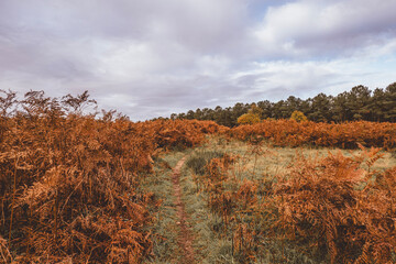Autumn meadow path bordered by rust colored ferns