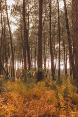 Obraz premium Vertical pine woodland with golden fern undergrowth