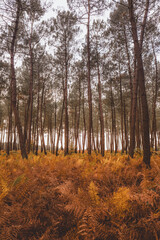 Obraz premium Tall pine trees rising above autumn fern landscape