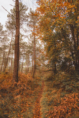 Obraz premium Autumn forest path framed by pine trees and foliage