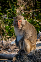 vietnam, vietnam travel, southeast asia, asia travel, ha long bay, halong bay vietnam, limestone karst, cat ba island, tropical landscape, ninh binh, tam coc, rice fields vietnam, river landscape, une