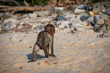 Vietnam Cat Ba, Halong, Asien