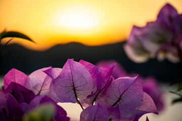 vietnam, vietnam travel, southeast asia, asia travel, ha long bay, halong bay vietnam, limestone karst, cat ba island, tropical landscape, ninh binh, tam coc, rice fields vietnam, river landscape, une