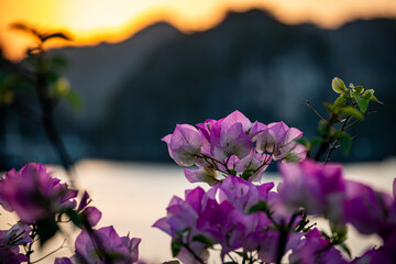 vietnam, vietnam travel, southeast asia, asia travel, ha long bay, halong bay vietnam, limestone karst, cat ba island, tropical landscape, ninh binh, tam coc, rice fields vietnam, river landscape, une