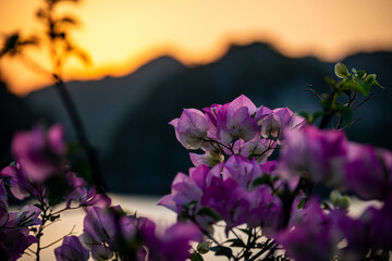 vietnam, vietnam travel, southeast asia, asia travel, ha long bay, halong bay vietnam, limestone karst, cat ba island, tropical landscape, ninh binh, tam coc, rice fields vietnam, river landscape, une