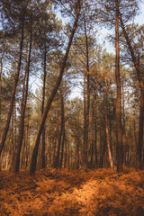 Obraz premium Tall pine forest with dense autumn fern floor