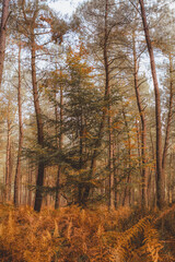 Fototapeta premium Autumn woodland with young tree among pines