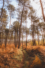 Fototapeta premium Low angle forest trail with pine needles and grass