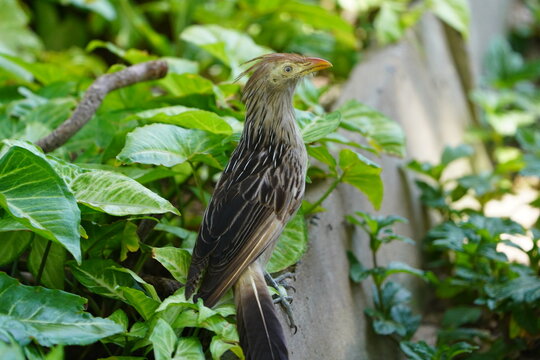 Guira cuckoo, (Guira guira) familia Cuculidae. Fortaleza &ndash; Cear&aacute;, Brazil.