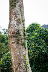 Vietnam Cat Ba, Halong, Asien