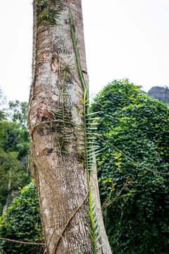 Vietnam Cat Ba, Halong, Asien