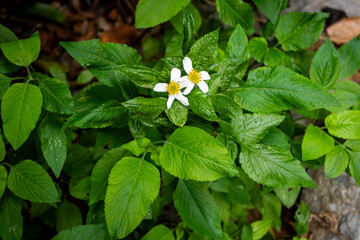 vietnam, vietnam travel, southeast asia, asia travel, ha long bay, halong bay vietnam, limestone karst, cat ba island, tropical landscape, ninh binh, tam coc, rice fields vietnam, river landscape, une